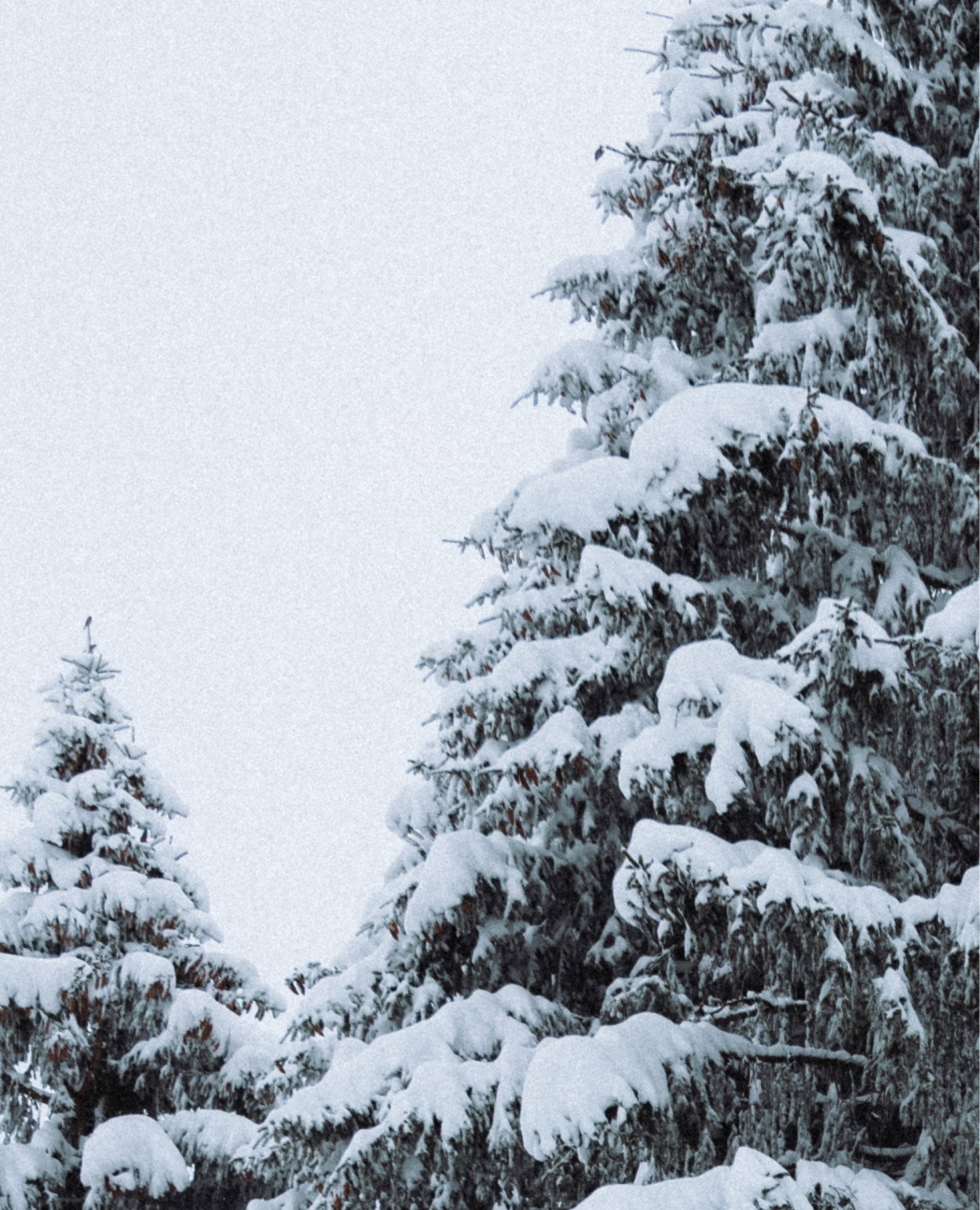 classic-snowlife-t---shirt-accesories/apparel